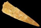 Fossil Pterosaur (Siroccopteryx) Tooth - Morocco #145796-1